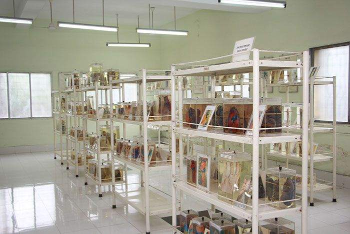 Anatomy and pathology museum